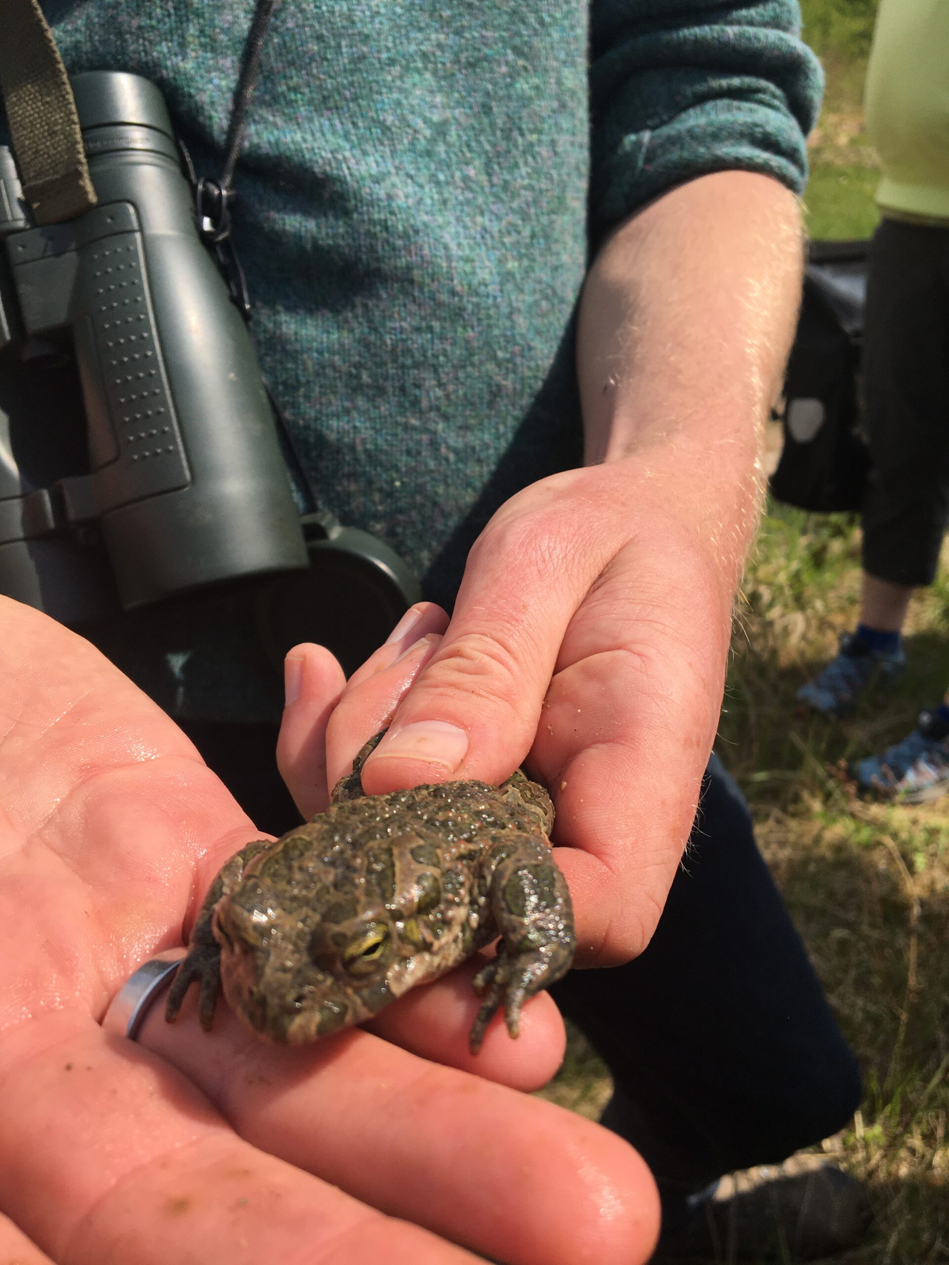 Wechselkröte aus der Grube Thomes